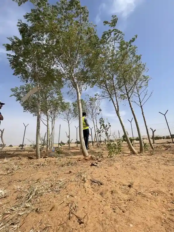 Moringa planting near a Vida Mondo water project